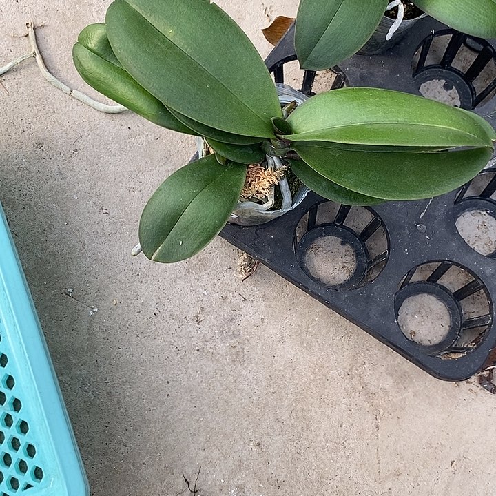 当前无花栽培后可以开花双透独角兽