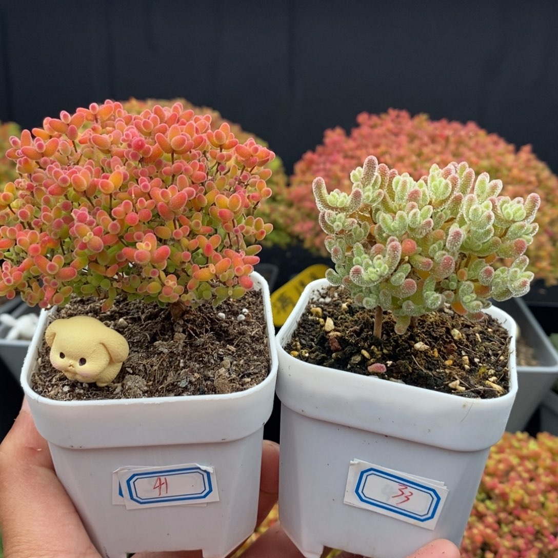 馆***洪无花朵33号优选冰晶41号蜜橘糖球