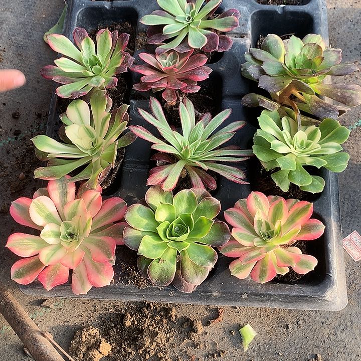 101法师10棵多肉植物