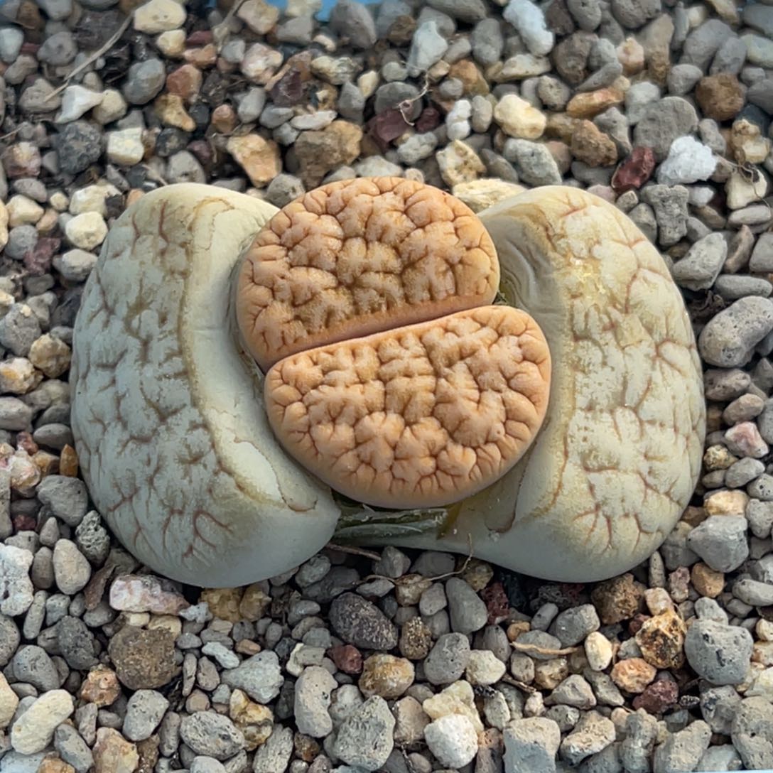 6636睫毛铁189一颗