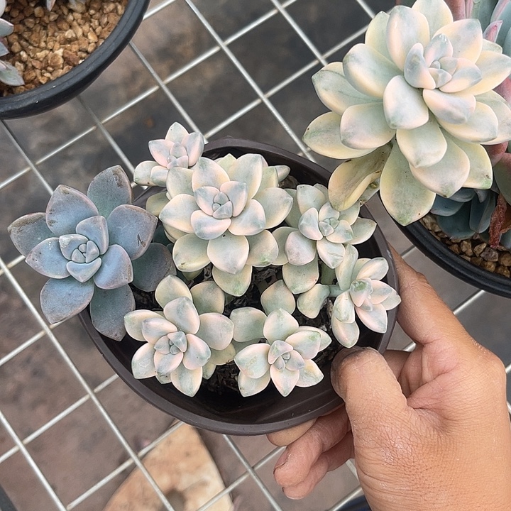 晨语多肉，一物一拍