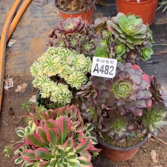 珍***分482五个法师不包断枝