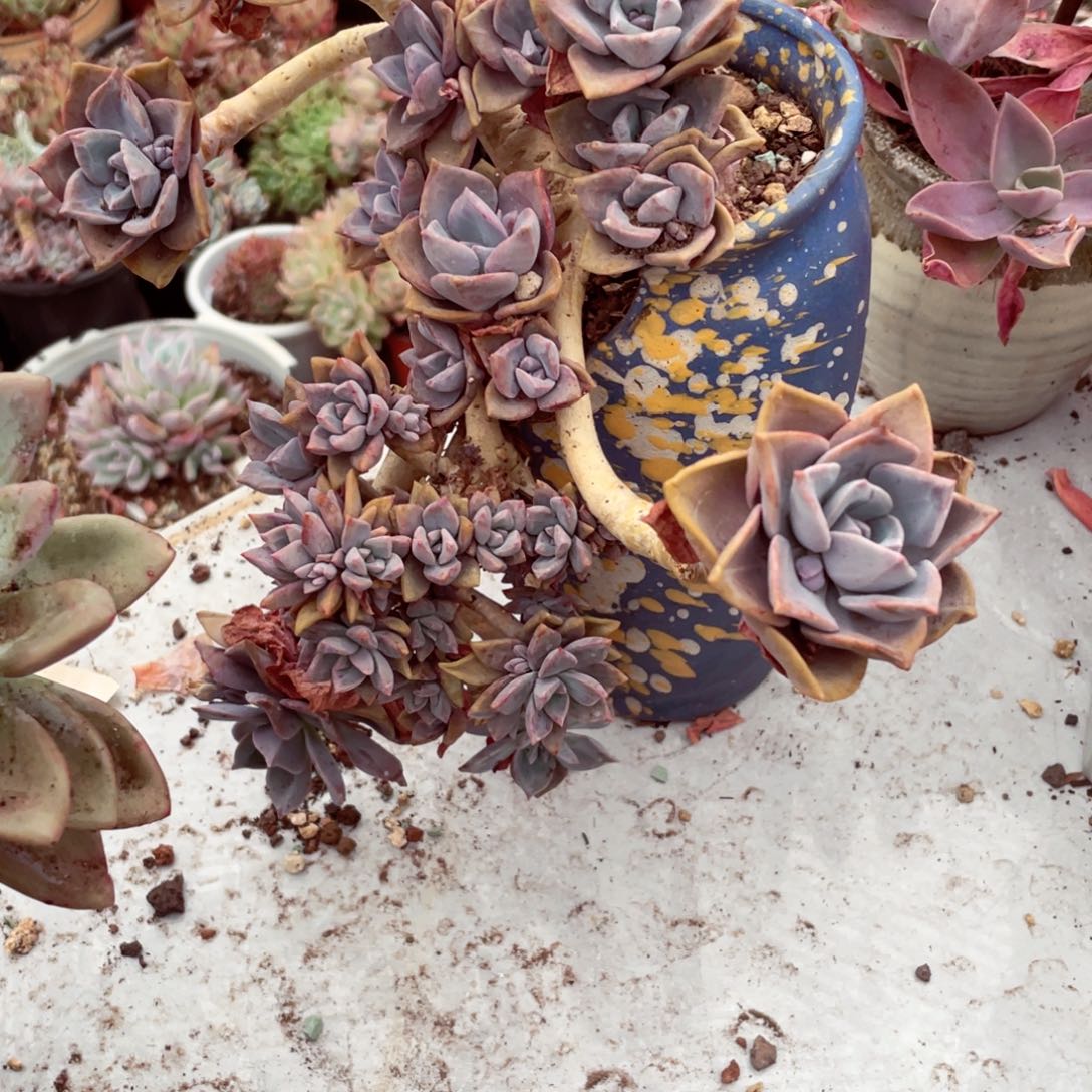 彩虹糖，一物一拍