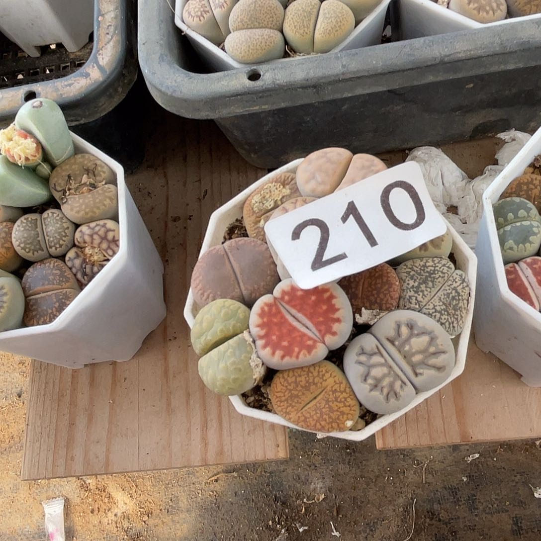 晨***?生石花一盒210000