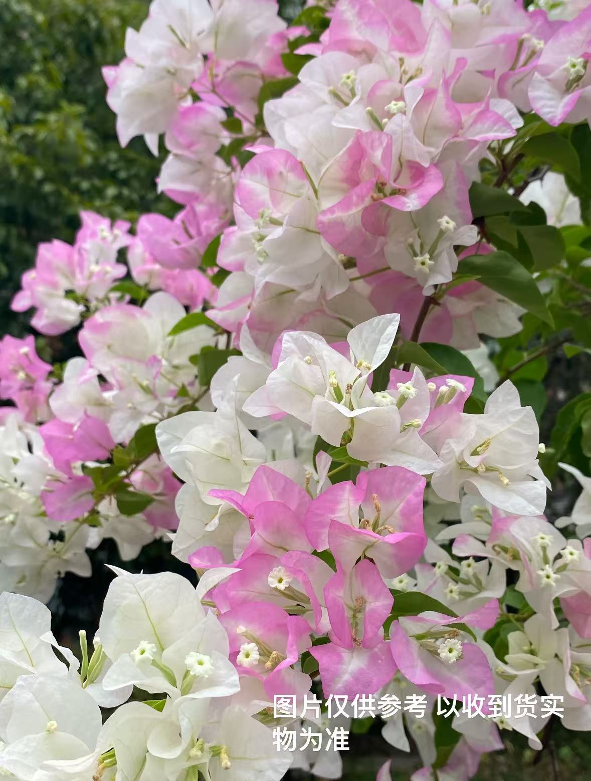 【口红】【包售后一个月】【包对版】三角梅四季开花爬藤飘枝好