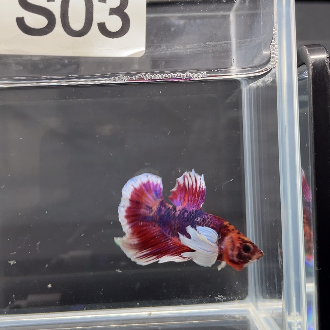 斗鱼11.26早 03号大耳将军公紫