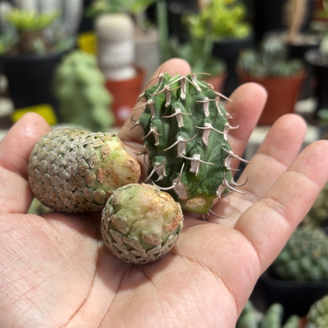 发***薯三个宝贝侧芽111111