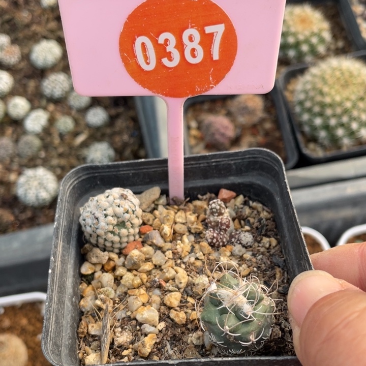 蕃***茄实生仙人球03870000000