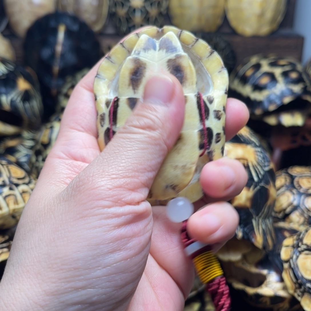 有机玻璃龟甲文玩手把件