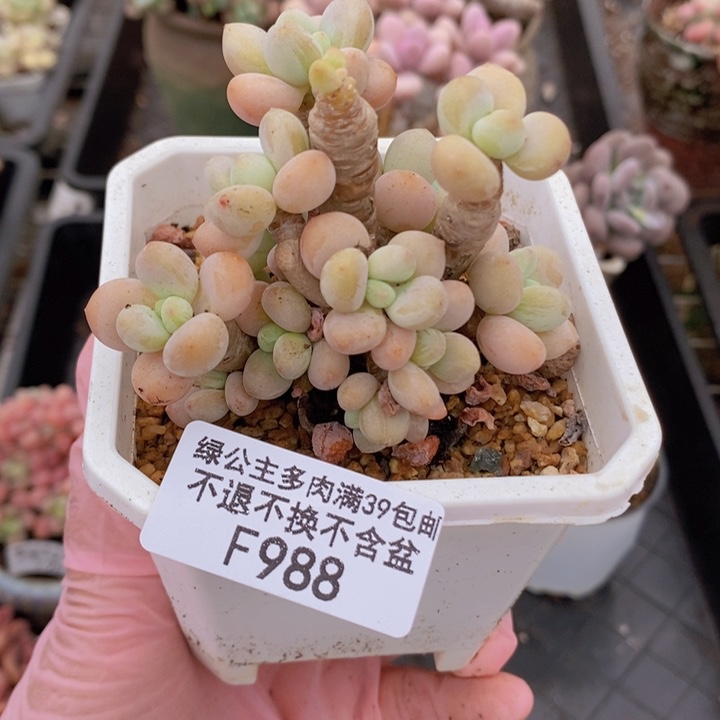 香水洛神老桩有掉叶988多肉植物