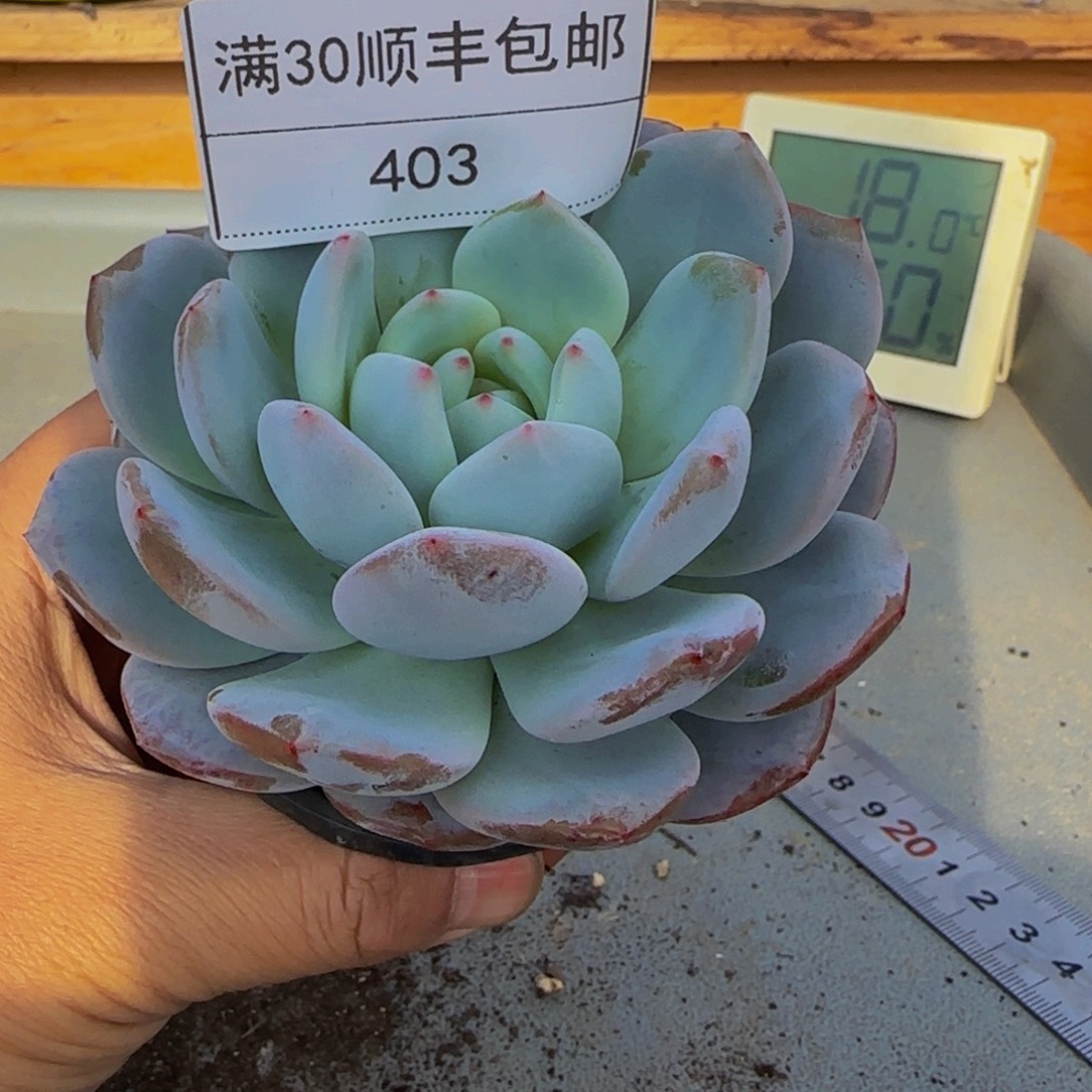 403星影橙多肉单头