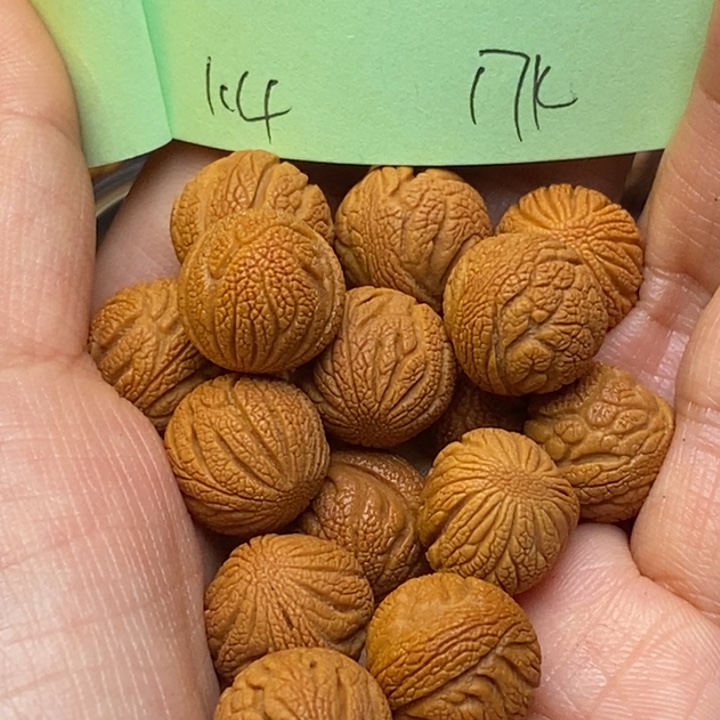 吊坠桃核秦岭龙纹桃核14