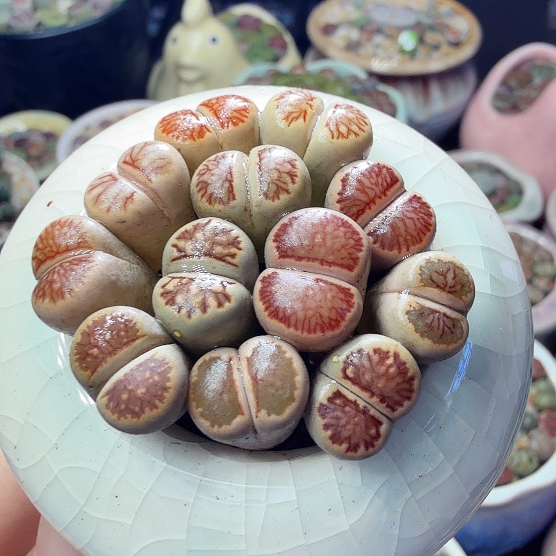 多肉植物开播福利冲807