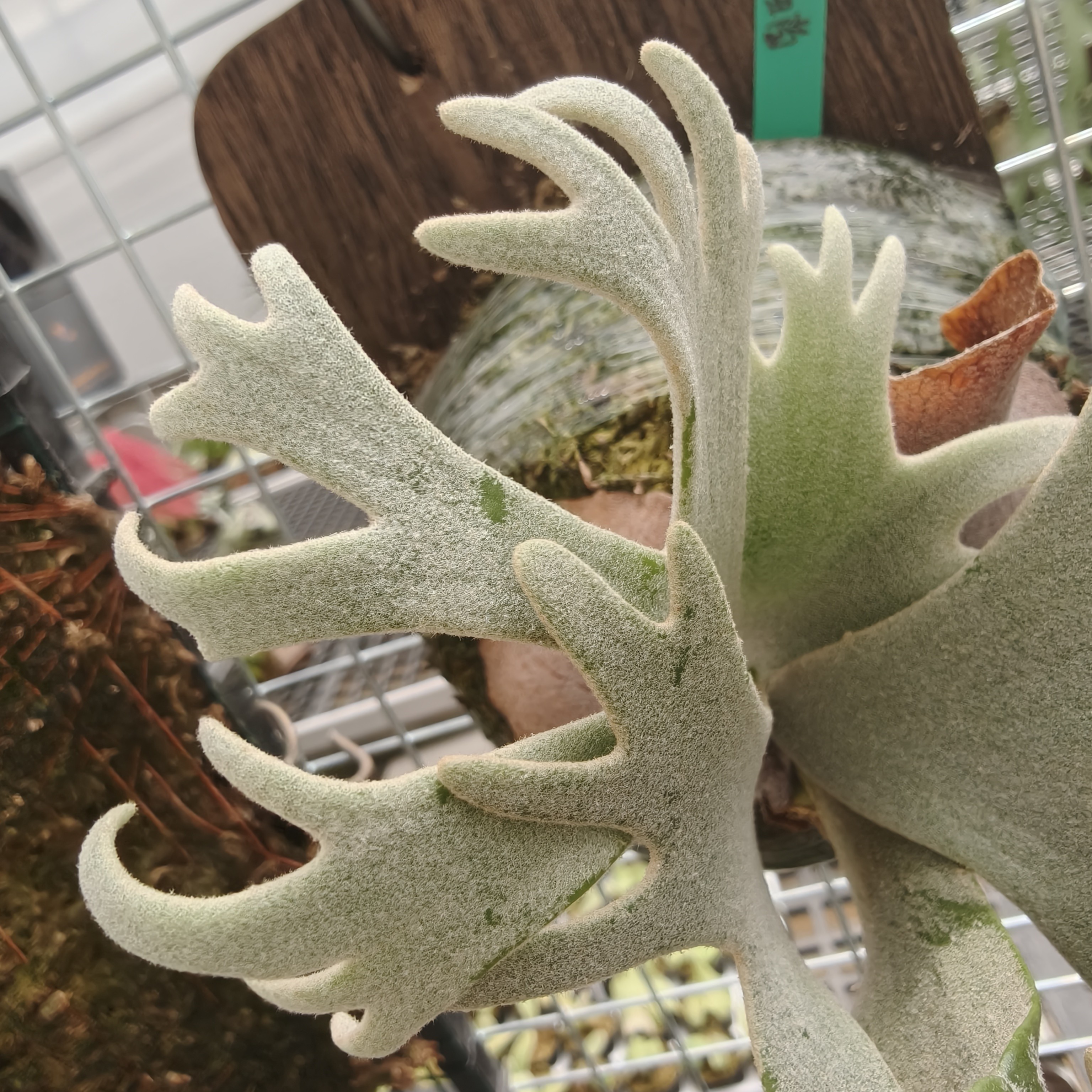 偏远地区直播链接 热植/绿植