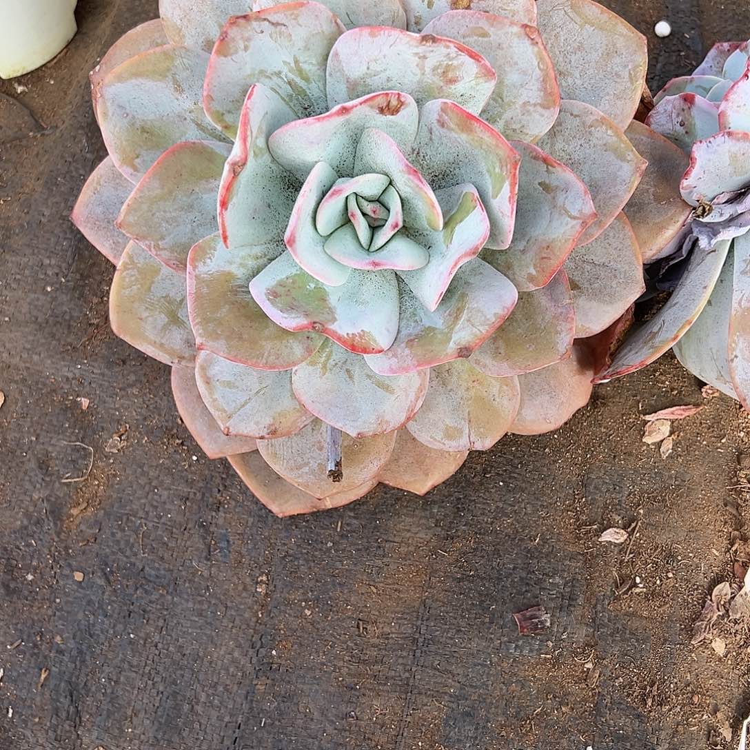 ****轻多肉植物一物一拍