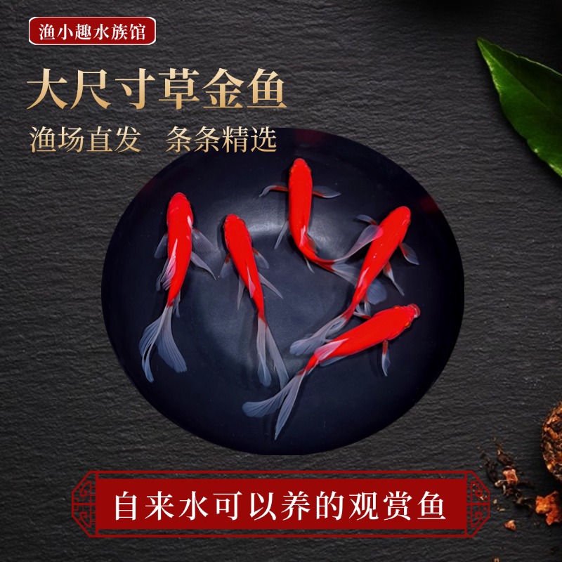 大尺寸草金鱼10-13厘米7条精品金鱼观赏鱼冷水鱼淡水鱼小金鱼