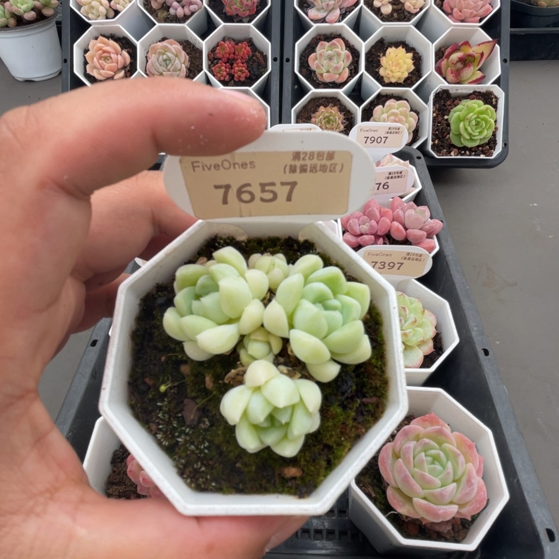 7657白月光4.5厘米