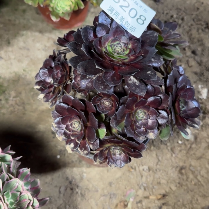 8208黑美人多肉植物