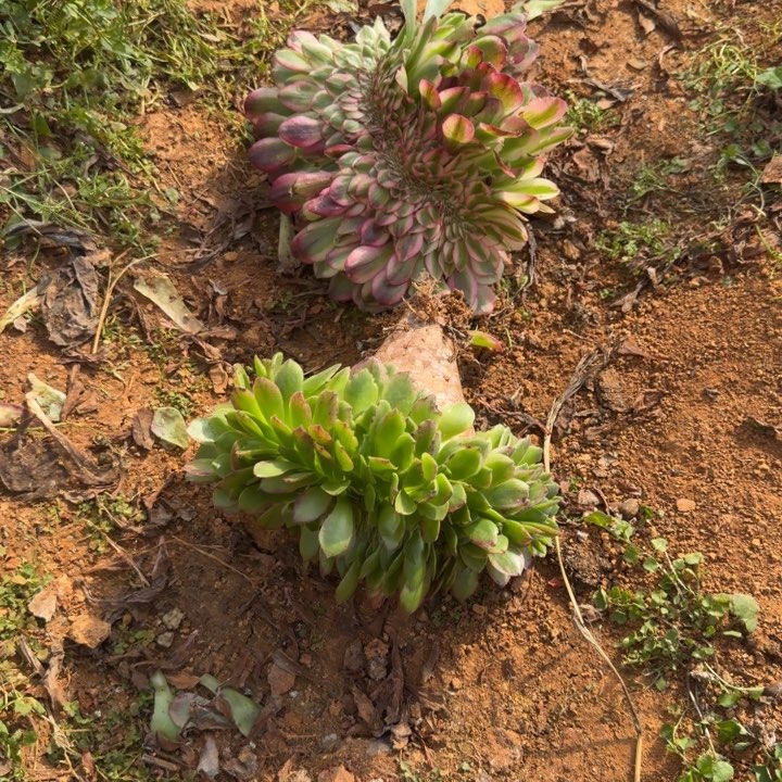 海鲜荔枝缀化啊啊啊啊