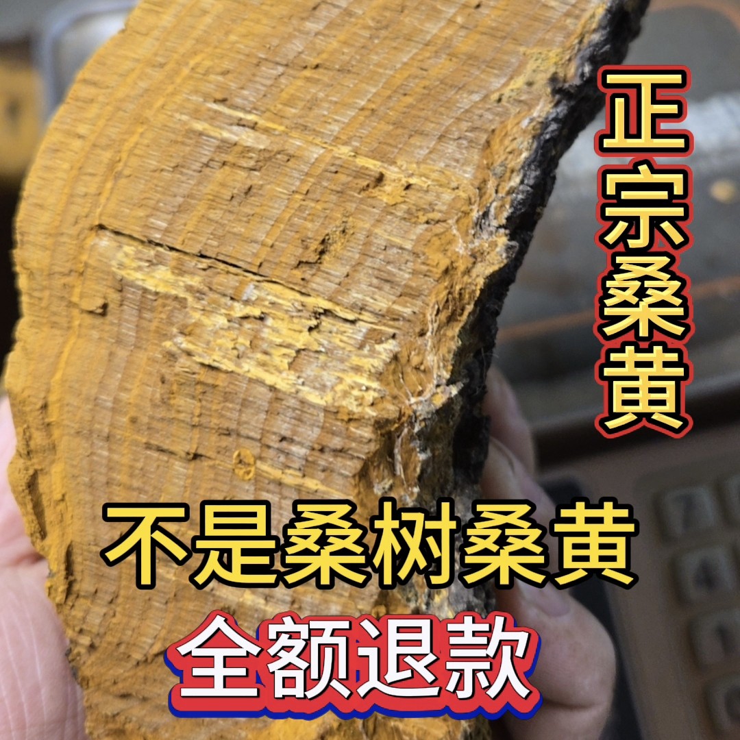 大展老黄正宗西藏桑树桑黄500克西洋250克桑树