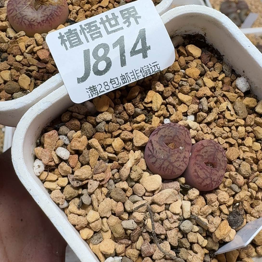 ****️多肉植物的润泽方便不b