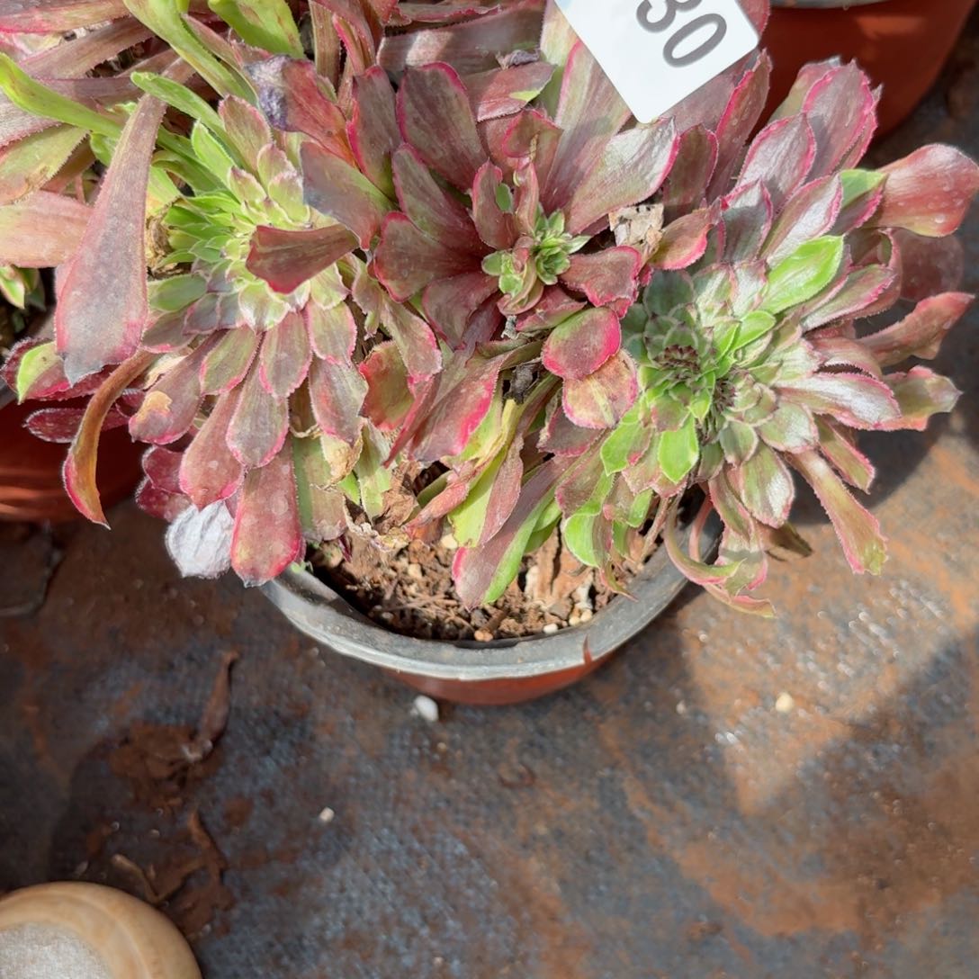 我7330 号多肉法师新年特价