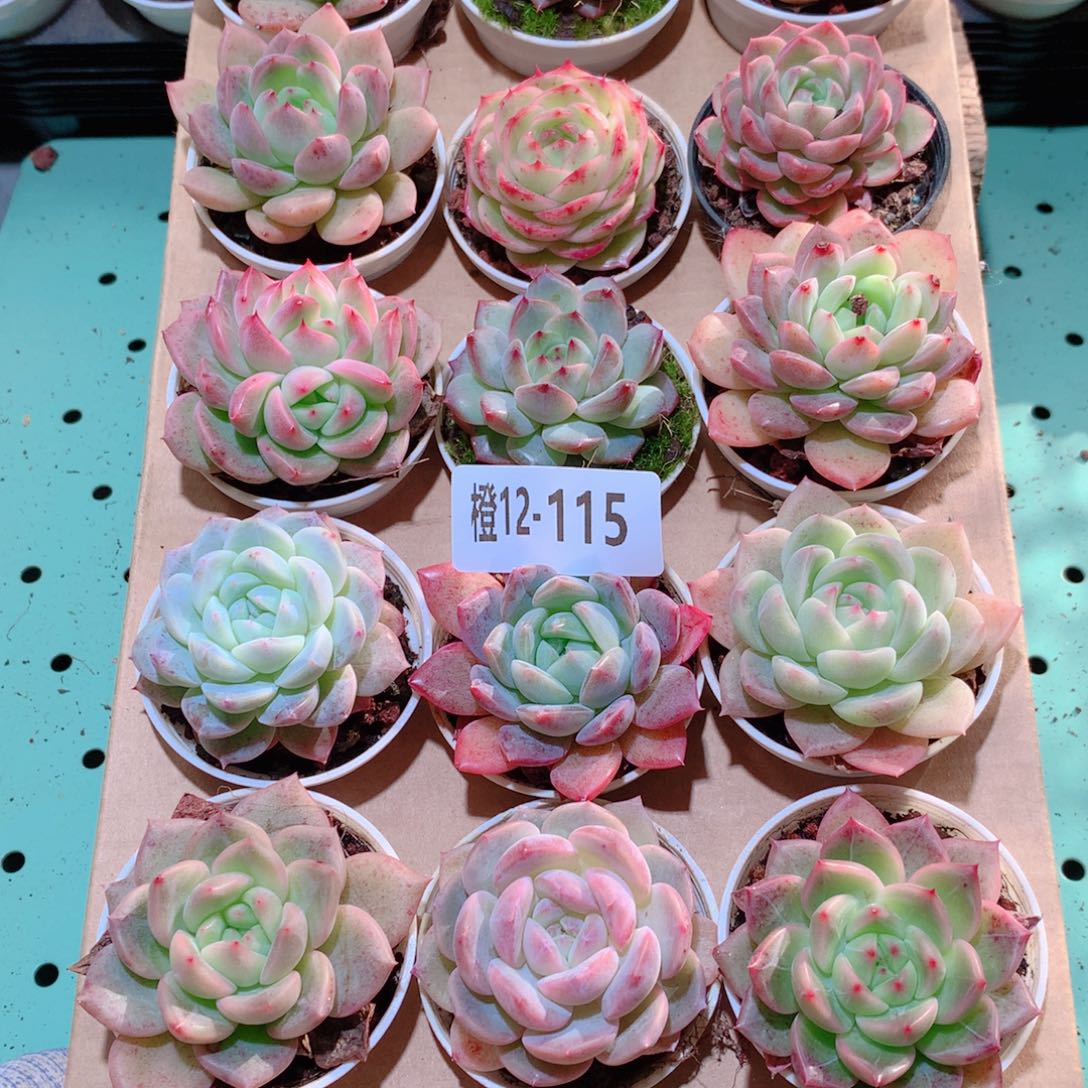 12-115一物一拍多肉带盆18颗