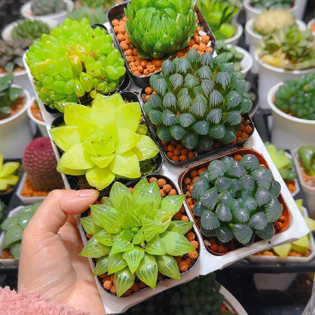 玉露六件套多肉，原盆