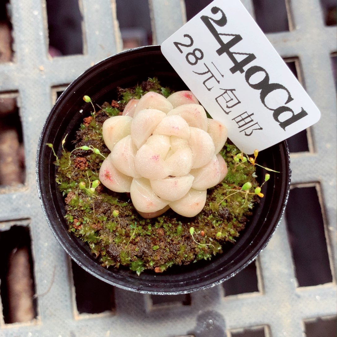 5厘米盆精控多肉2440