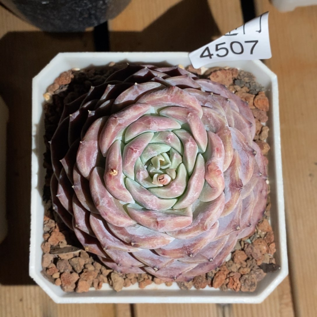 月*杂交精品多肉4507