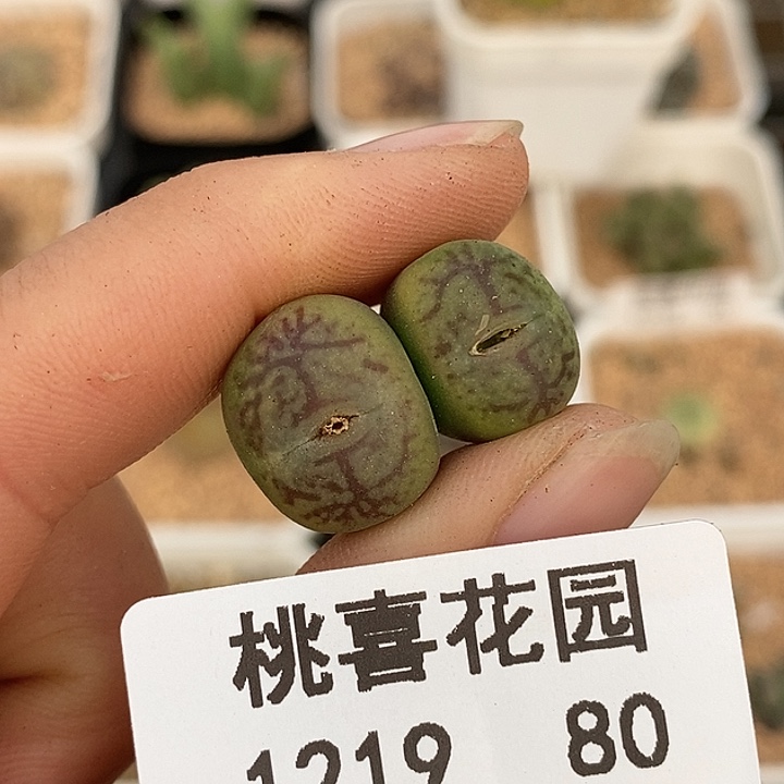 1219-80-秒。     