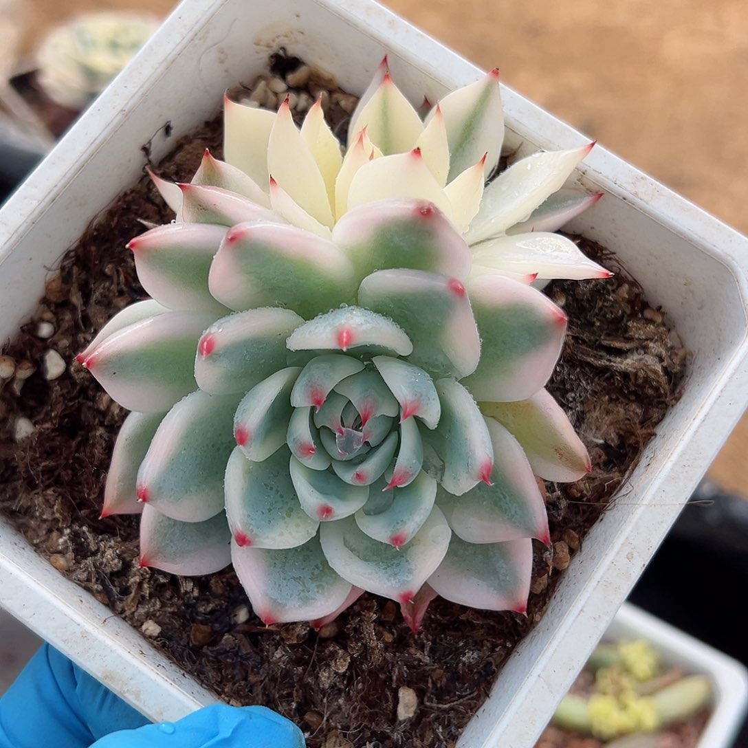 吉娃娃锦底座，带覆轮锦头