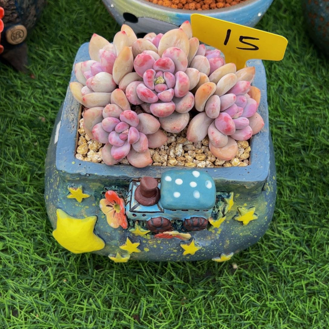 *️****小老桩香水15号