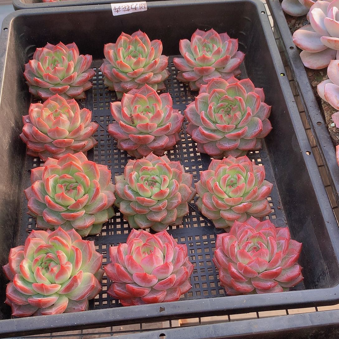 中号红鸾3557789990000