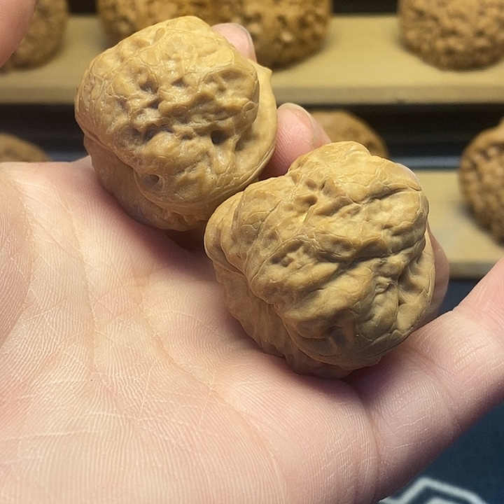 核桃35古蝉福利核桃