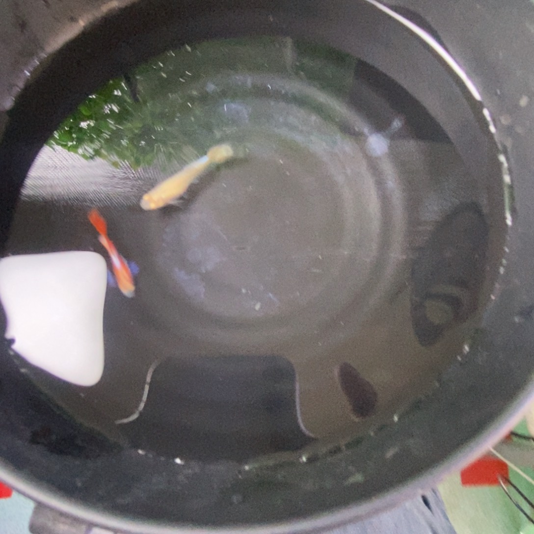 孔雀鱼霓虹大耳一对