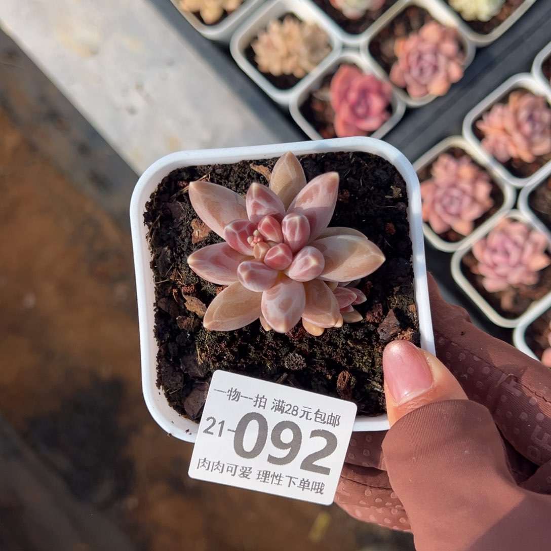 乌拉克拉多肉多肉多肉多肉多肉