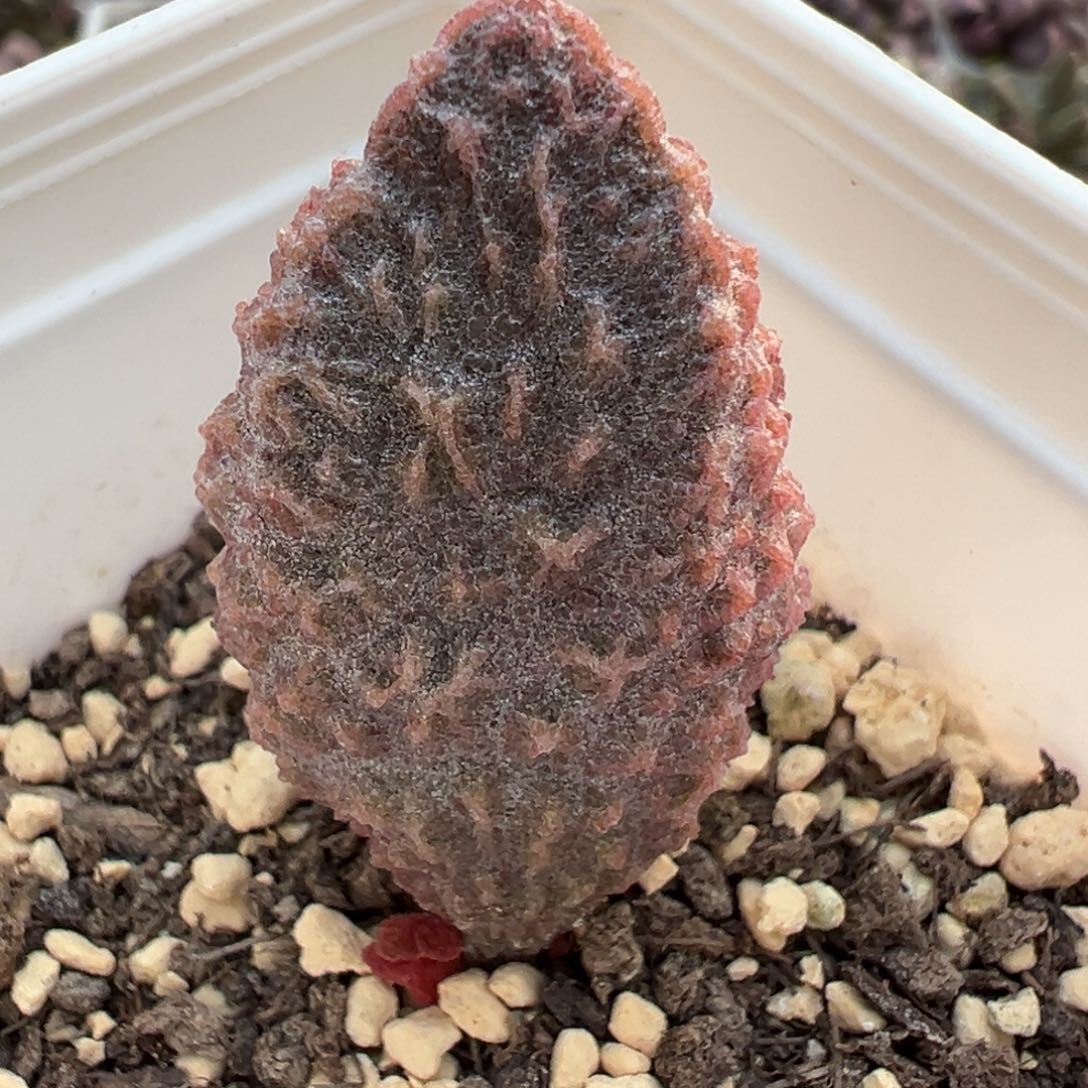 小叶猪舌大苗多肉植物水泡