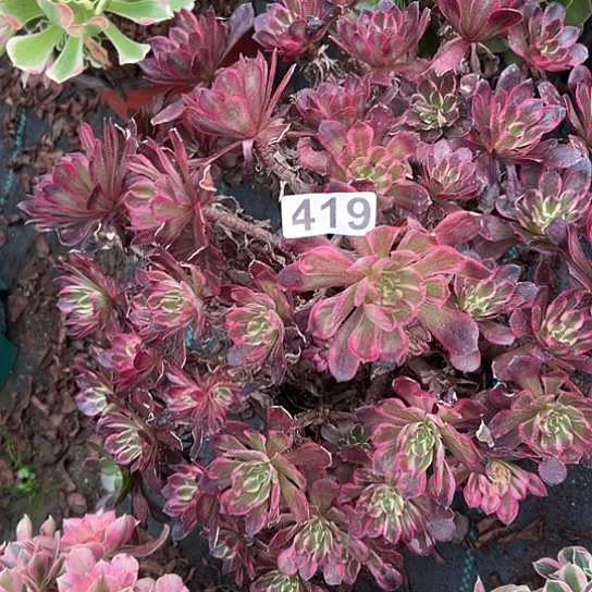 红***雪多肉植物一个红领航419