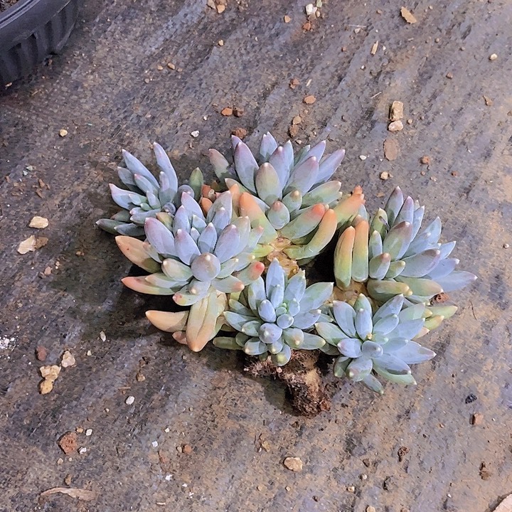 苏***S松果美人多肉植物