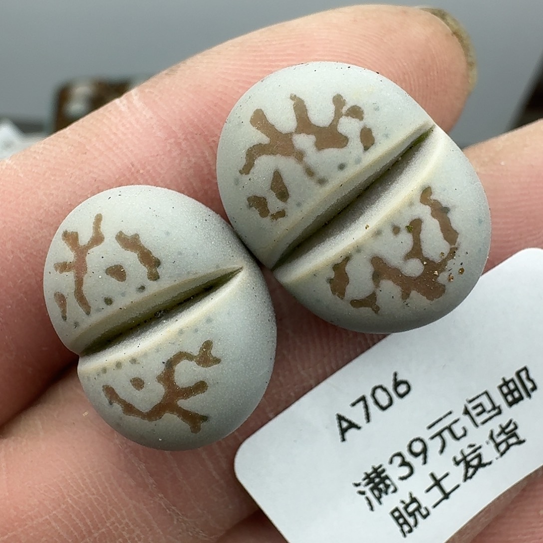 706多肉哈哈哈宝贝宝贝