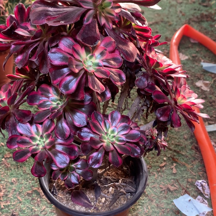 花**忧535多肉植物一物一拍