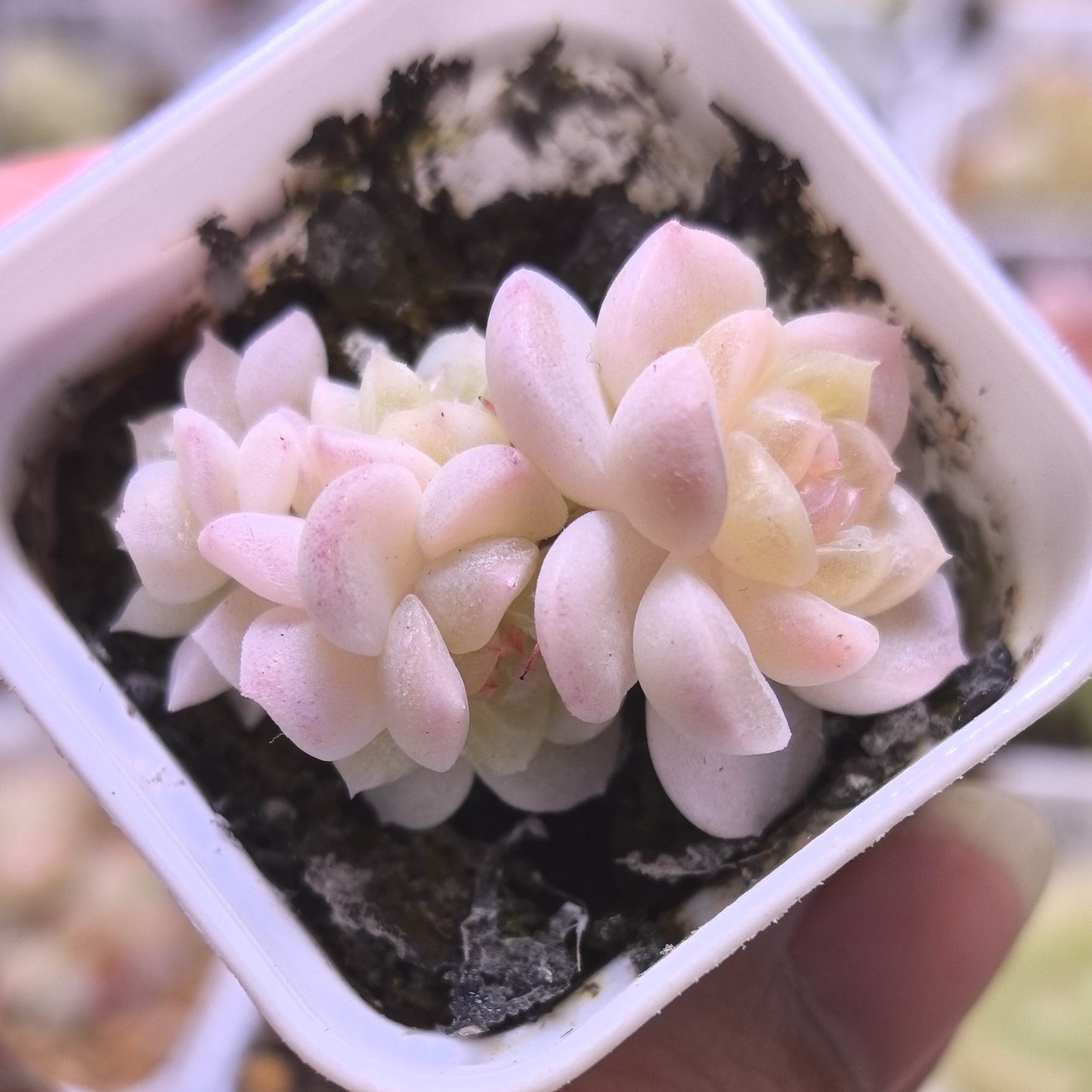 5头白冰多肉一物一拍