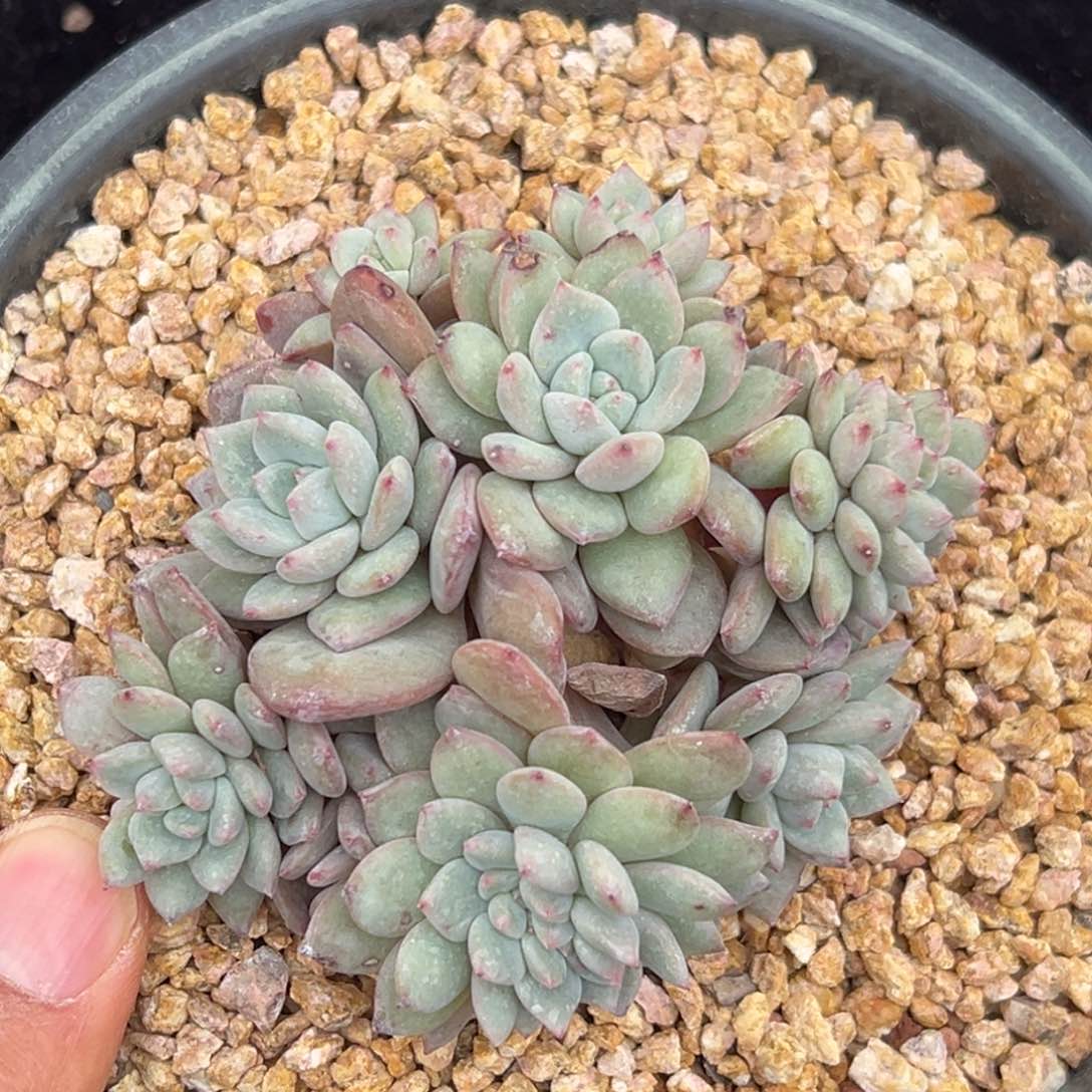 新年快乐 新年快乐