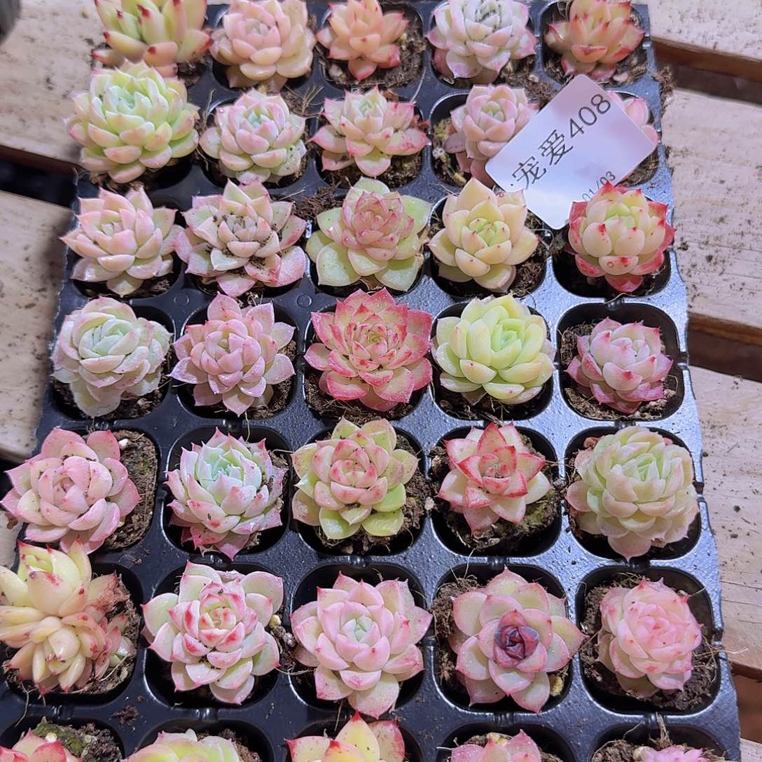 直播福利一物一拍408