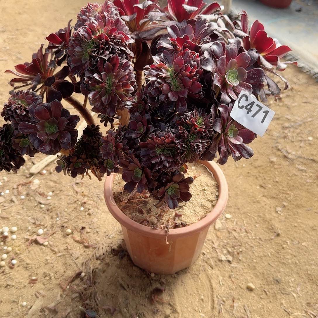 471欧紫一颗呀呀有伤