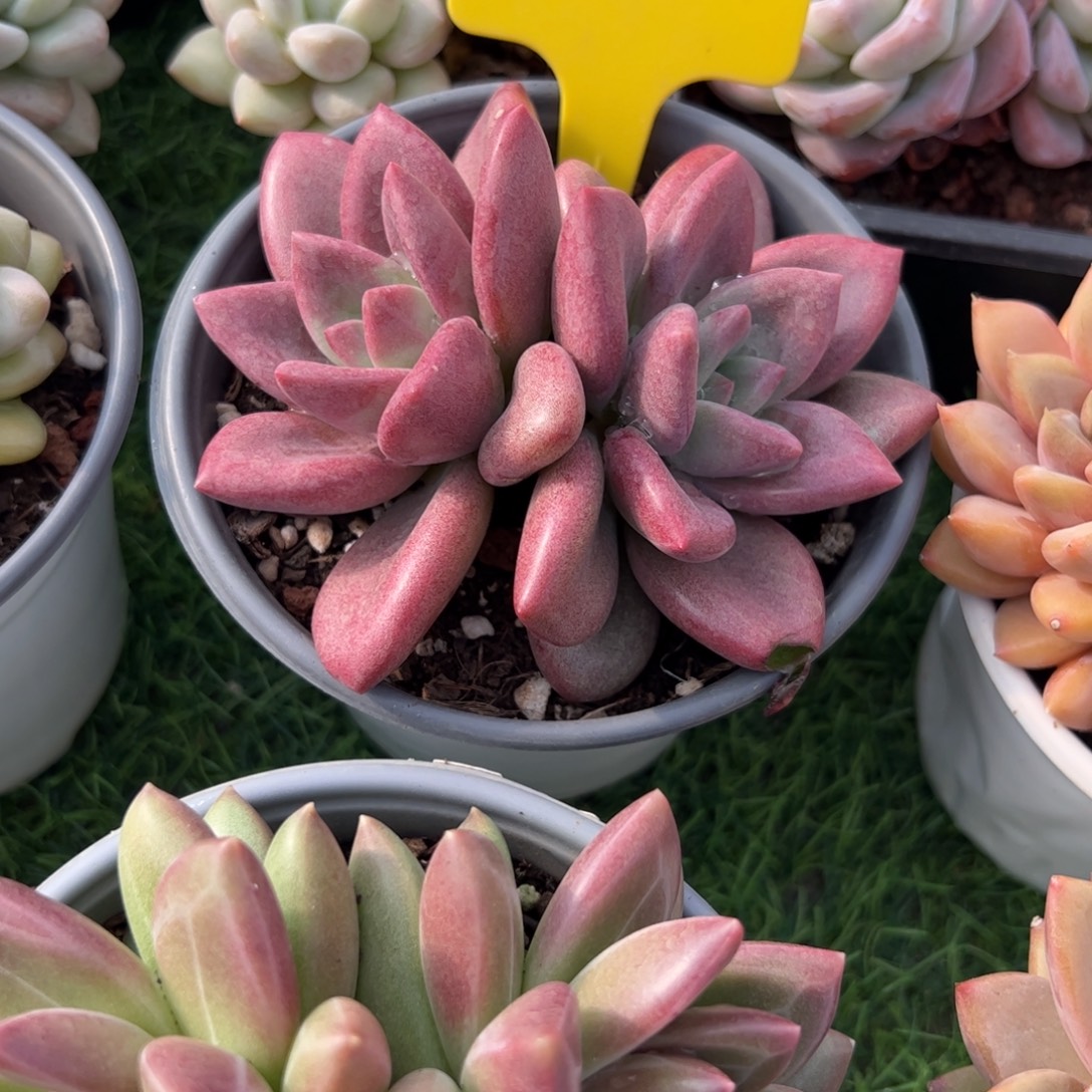 双头赫菲多肉植物