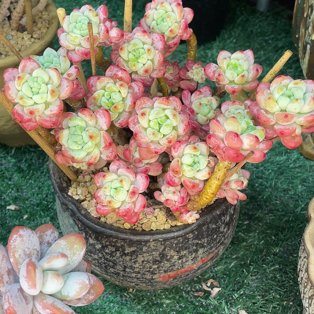 罗琦一物一拍28包邮非偏远