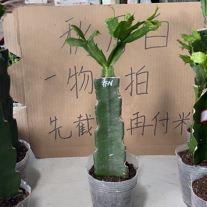 用***0当前无花朵，栽培后可花朵乔恩