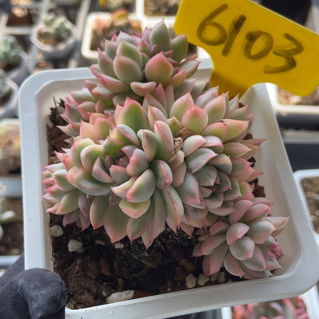 6103女雏锦多肉植物保护